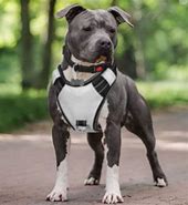 Image result for No Pull Pitbull Harness