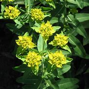 Image result for Euphorbia schillingii