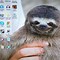 Image result for Funny Sloth Background Desktop