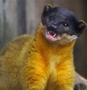 Image result for Albino Wolverine Animal