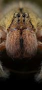 Image result for Rainforest Spiders