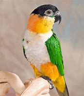 Image result for caique