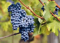 Image result for Justin Nebbiolo