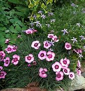 Image result for Dianthus Welwyn (Plumarius-Group)