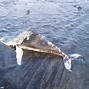 Image result for Dead Humpback Whale