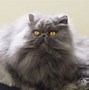 Image result for Smush Face Cat