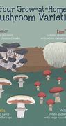 Image result for Grow Your Own Mushrooms