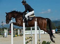 Image result for Horse Racing Jumping