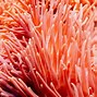 Image result for iPhone 5C Coral Color