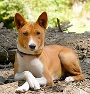 Image result for Basenji Opprinnelse. Size: 177 x 185. Source: www.petpaw.com.au