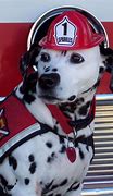 Image result for Fire Dog Seeds