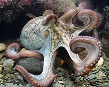 octopi 的图像结果