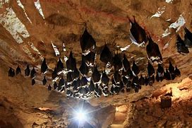 Image result for Bat Cave China