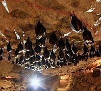Image result for Cave with Bats