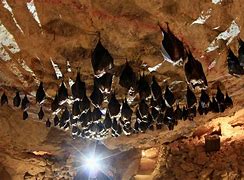 Image result for Bat Poop in a Cave