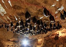 Image result for Bing Bat Cave