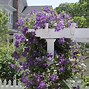 Image result for Clematis Colors