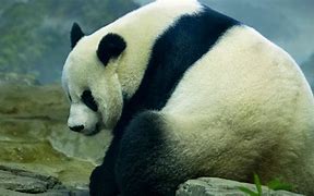 Image result for P for Panda