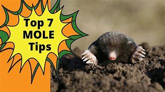 Image result for Yard Moles Removal