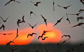 Image result for Bats with Rabies