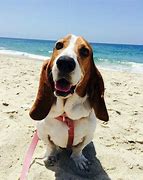 Image result for Happy Basset Hound