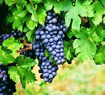 Image result for Wine and Grapes