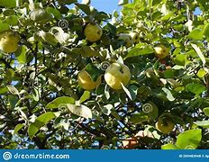 Image result for Yellow Fruit On Tree October