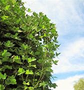 Image result for Invasive Vines