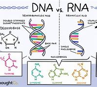 Image result for DNA vs RNA Chart