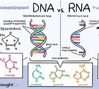 Image result for DNA and RNA Are Examples