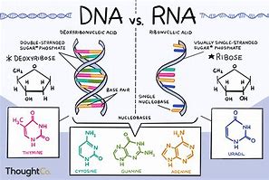 Image result for DNA and RNA Numbers