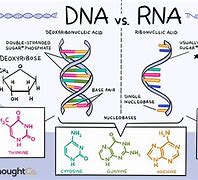 Image result for DNA vs RNA Bases