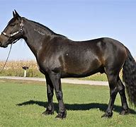 Image result for Horses Breed Men