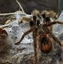 Image result for Biggest Spider to Exist
