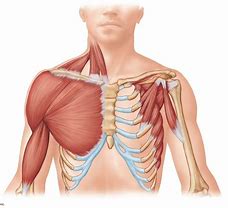 Image result for 3 Chest Muscle Anatomy