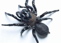Image result for Sydney Funnel-Web Spider