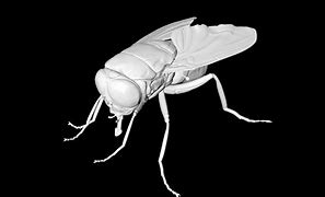 Image result for Fly Bug