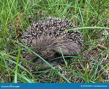 Image result for European Hedgehog Curled Up