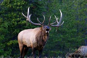 Image result for Big Elk Antlers