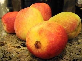 Image result for Anna Apple Tree