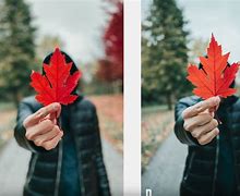 Image result for iPhone 11 Pro Camera Sample Images