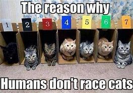 Image result for Cat Winning Race Meme