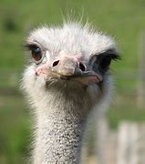 Image result for Ostrich Bird