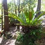 Image result for Native Australian Small Palms