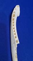 Image result for Jawbone Knife