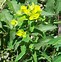 Image result for Euphorbia wallichii