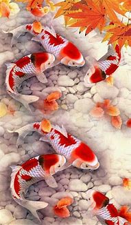 Image result for Koi Fish iPhone Wallpaper