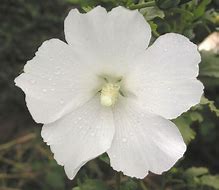 Image result for Hibiscus syriacus Eleonore