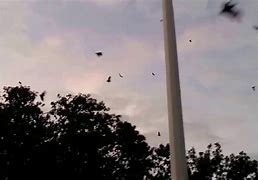 Image result for Giant Bat Attack