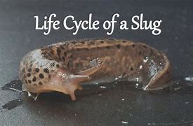 Image result for Bug Life Cycle Slug